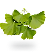 GINKGO BILOBA EXTRACT